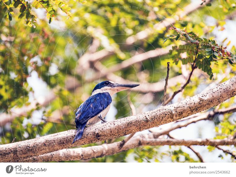 observer Malaya leaves Tree Branch Kingfisher Blue Trip Tourism Far-off places Freedom Vacation & Travel Adventure Nature Landscape Wild animal Bird Animal face