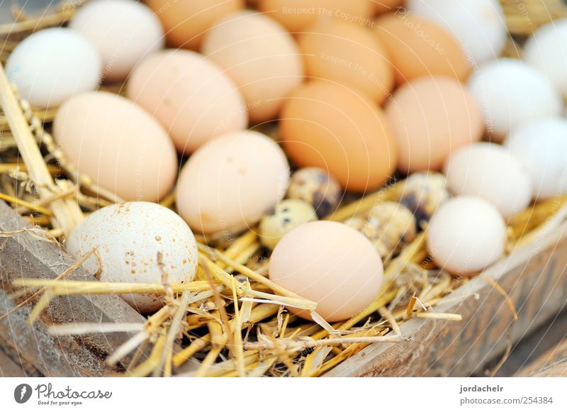 Natural eggs in nest Decoration Nature Grass Brown Tradition Background picture Egg holiday Nest season seasonal shape Shelter spring Symbols and metaphors