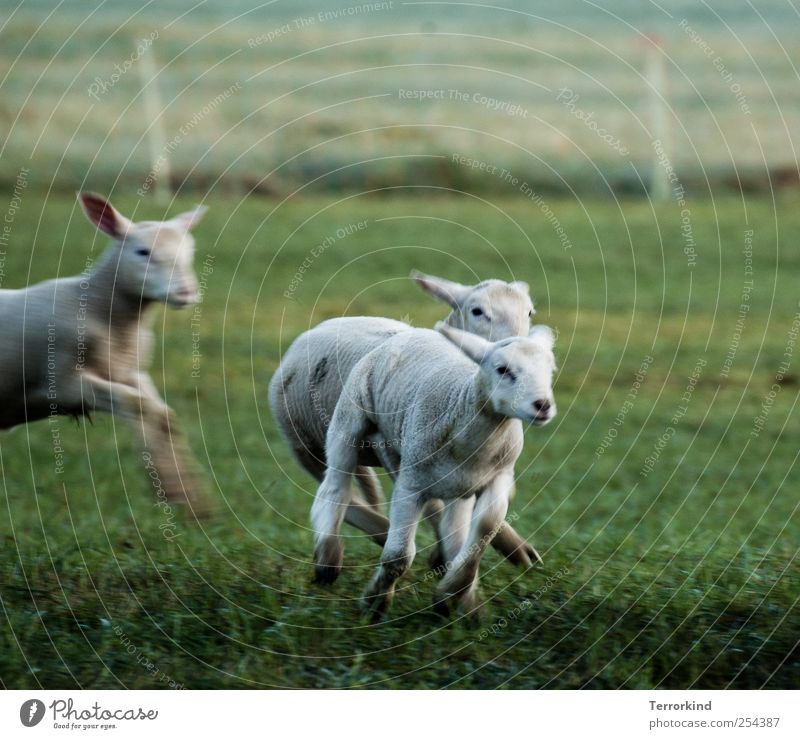 Chamansülz | you.better.run Sheep Lamb Running Walking Playing Beat Catch Meadow Green Juicy Morning Movement Small White Pelt Soft ears.