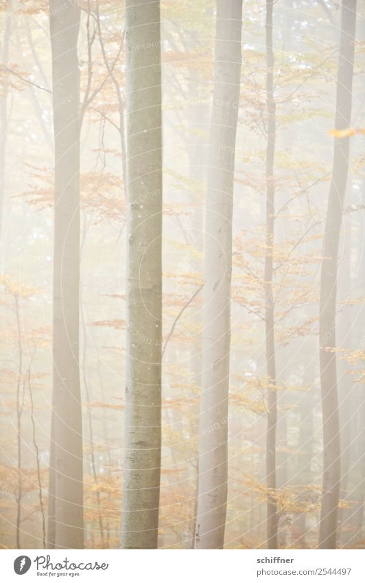 Blurred Forest II. Nature Autumn Bad weather Fog Plant Tree Yellow Automn wood Bright Diffuse Deserted