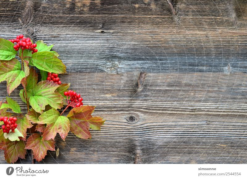 coloured foliage on a wooden background Handicraft Summer Nature Plant Autumn Flower Leaf Wood Blue Red Background picture Berries viburnum Beech tree Dahlia