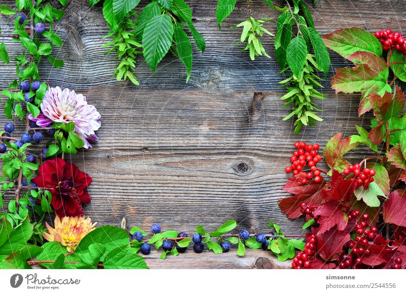 colorful foliage and dahlia wood background Handicraft Summer Nature Plant Autumn Flower Leaf Wood Blue Red Background picture Berries viburnum Beech tree