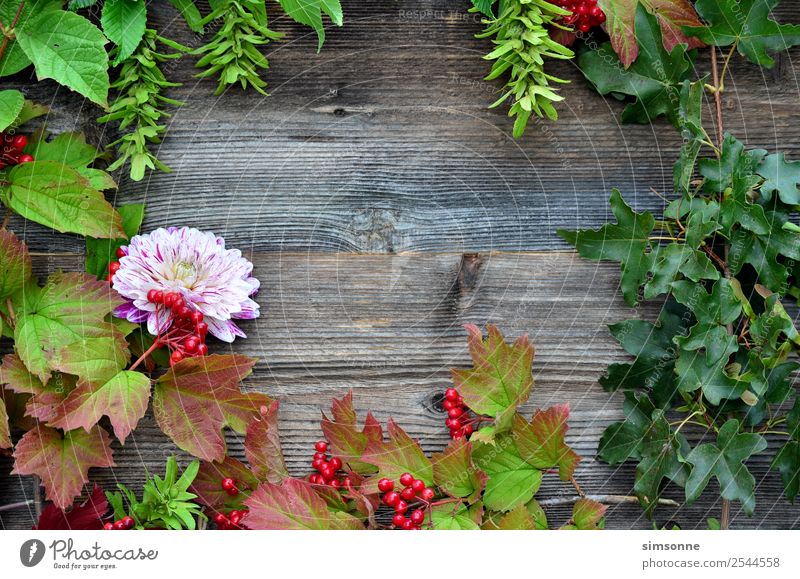 coloured foliage on wood background Handicraft Summer Nature Plant Autumn Flower Leaf Wood Blue Red Background picture Berries viburnum Beech tree Dahlia