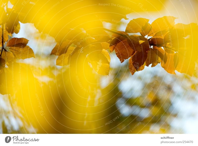 Color frenzy IV Plant Autumn Beautiful weather Tree Leaf Brown Yellow Illuminate Bright Colours Autumn leaves Autumnal Autumnal colours Automn wood Leaf canopy