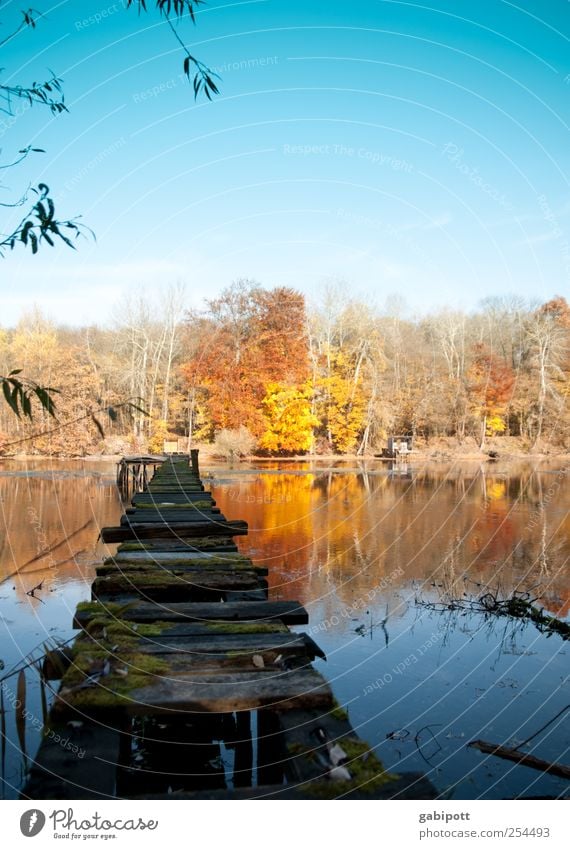 No bathing weather Environment Nature Landscape Water Sky Cloudless sky Sun Autumn Weather Beautiful weather Tree Forest Lakeside Pond Footbridge Blue Brown