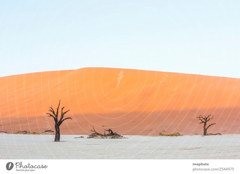 Deadvlei comes to life Vacation & Travel Tourism Adventure Far-off places Safari Environment Nature Landscape Earth Sand Climate Warmth Drought Tree Desert