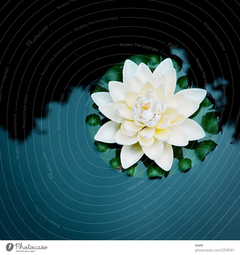 water lily Environment Nature Elements Water Plant Leaf Blossom Water lily Water lily leaf Pond Lake Blossoming Dark Cold Beautiful Blue White Delicate