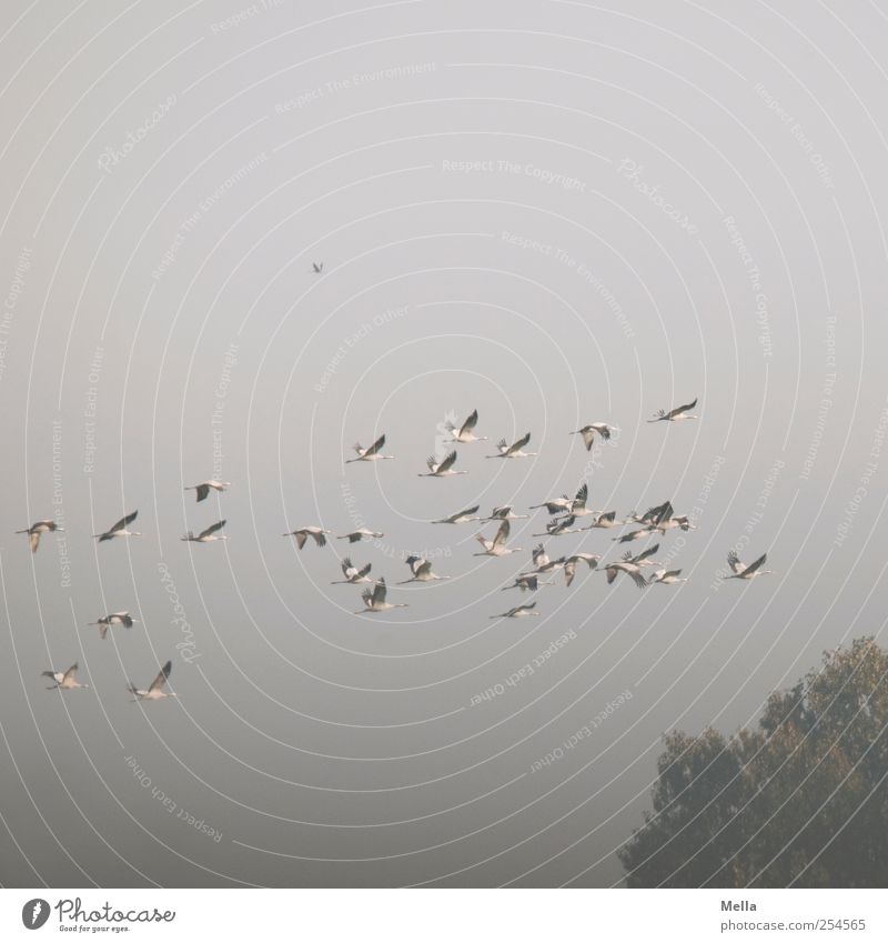 [Linum 1.0] Collective flight Environment Nature Animal Air Tree Treetop Bird Crane Flock Flying Free Together Natural Gray Freedom Migratory bird Accumulate
