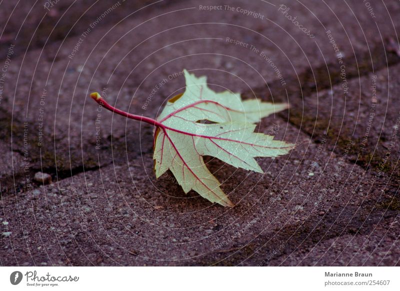 veins Leaf Green Red Maple tree Maple leaf Rachis Veined Dew Water Drops of water Cobblestones Paving stone Seam Moss Autumn leaves Fallen Structures and shapes
