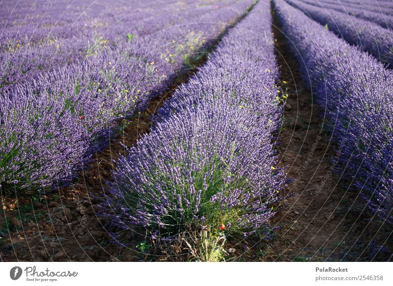#A# Beauty Strip Environment Landscape Esthetic France Provence Violet Lavender Lavender field Lavande harvest Blossoming Green pastures Colour photo