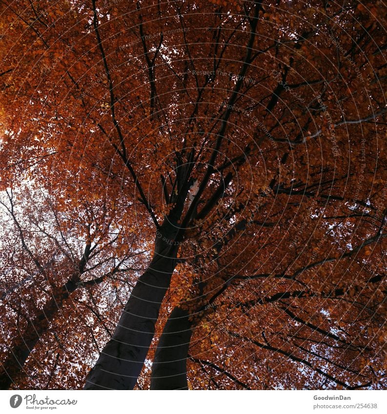 last torch. Environment Nature Autumn Climate Climate change Weather Tree Leaf Park Authentic Free Large Infinity Tall Beautiful Colour photo Exterior shot