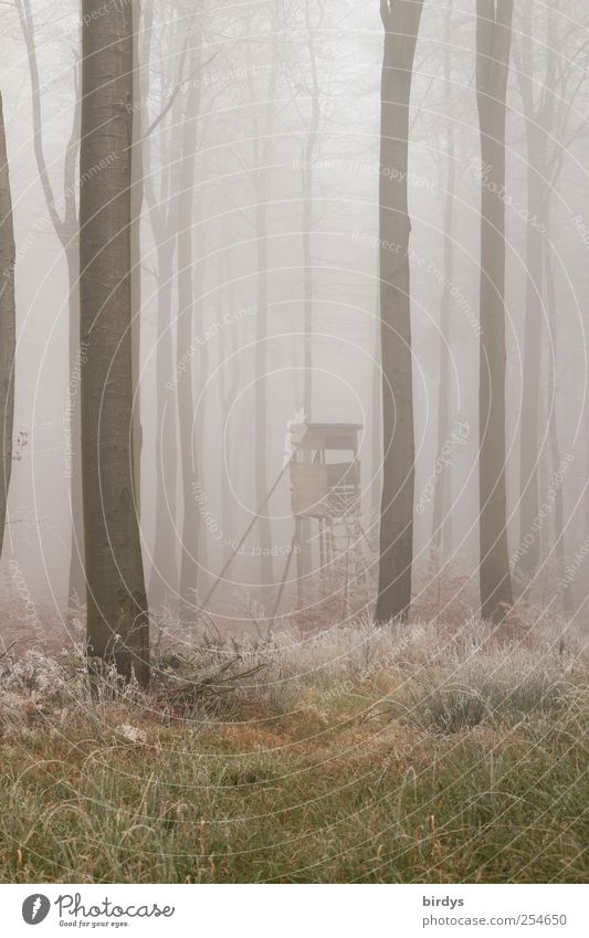Fascinating change. Nature Autumn Fog Tree Grass Forest Exceptional Loneliness Bizarre Peace Change Hoar frost Hunting Blind Beech wood Hazy autumn fog Unclear
