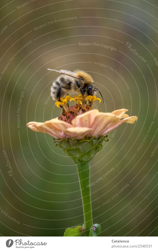 Collector, a bumblebee collects pollen Nature Plant Animal Autumn Beautiful weather Flower Blossom Garden Honey bee wild bee Bumble bee 1 Blossoming To feed