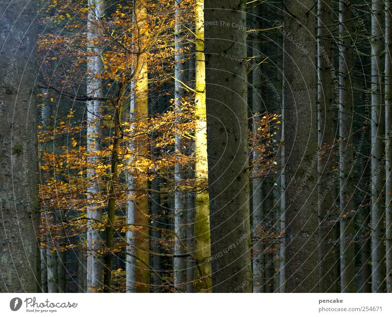 residual light Nature Sunrise Sunset Autumn Forest Moody Shaft of light Beech tree Autumn leaves Goodbye Last Colour photo Multicoloured Copy Space right