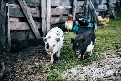 mini pigs Nature Landscape Summer Beautiful weather Meadow Pet Swine Pigs Movement Going Walking Brash Together Small Natural Cute Friendship Love of animals