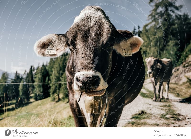 Pitztal calf Mountain Hiking Nature Landscape Sky Summer Beautiful weather Forest Alps Cow Looking Friendliness Happy Brown Serene Calm Sustainability