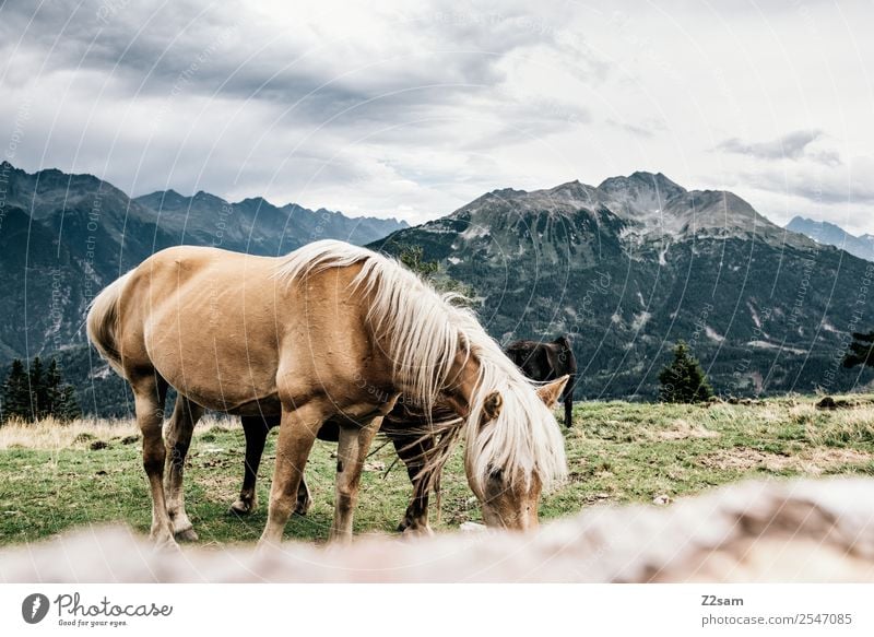 Pitztal horses Vacation & Travel Adventure Mountain Hiking Environment Nature Landscape Sky Clouds Summer Meadow Alps Horse 1 Animal Herd Eating Feeding Stand