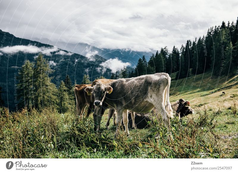 Pitztal cows Mountain Environment Nature Landscape Sky Clouds Summer Beautiful weather Grass Forest Alps Cow 2 Animal Herd Stand Sustainability Natural Gray
