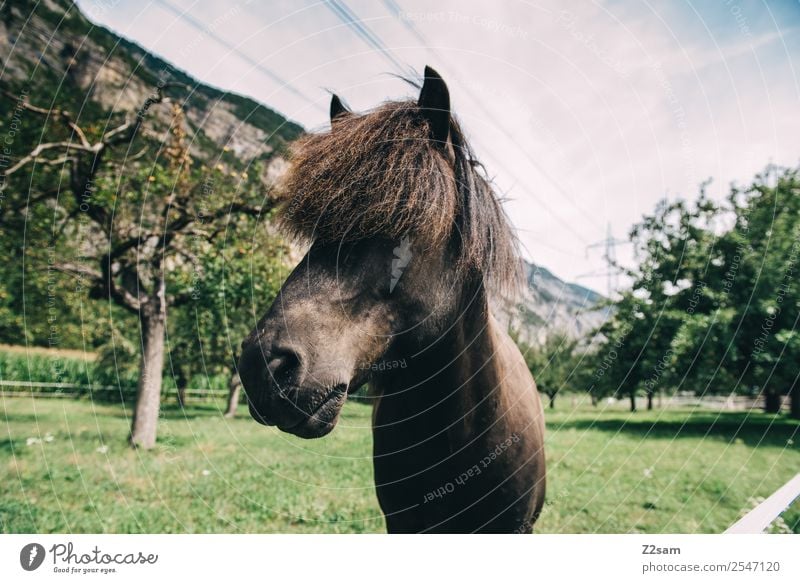 Inntales horse Nature Landscape Summer Beautiful weather Tree Grass Horse Looking Stand Esthetic Elegant Natural Cool (slang) Calm Idyll Sustainability