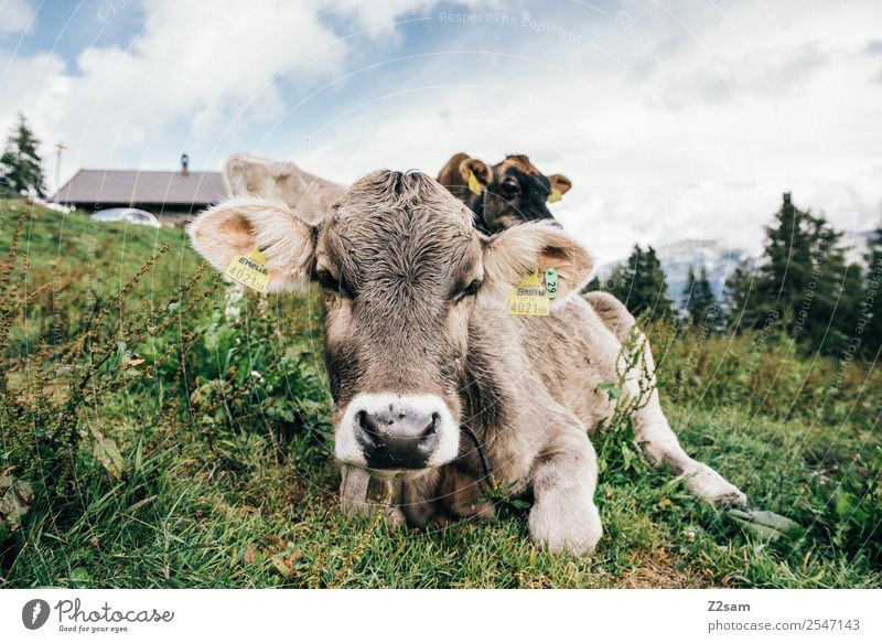 Pitztal calf Mountain Hiking Environment Nature Landscape Sky Clouds Summer Beautiful weather Grass Alps Cow Herd Observe Looking Sustainability Natural Green
