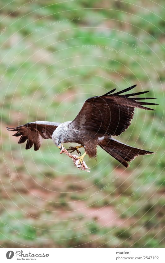 meat to go Animal Wild animal Bird Claw Paw 1 Flying To feed Brown Green Prey Hawk Bird of prey Colour photo Exterior shot Copy Space left Copy Space right