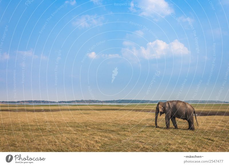 single elephant Vacation & Travel Far-off places Freedom Safari Expedition Summer Nature Meadow Animal Wild animal Elephant Elephant skin 1 Relaxation Eating