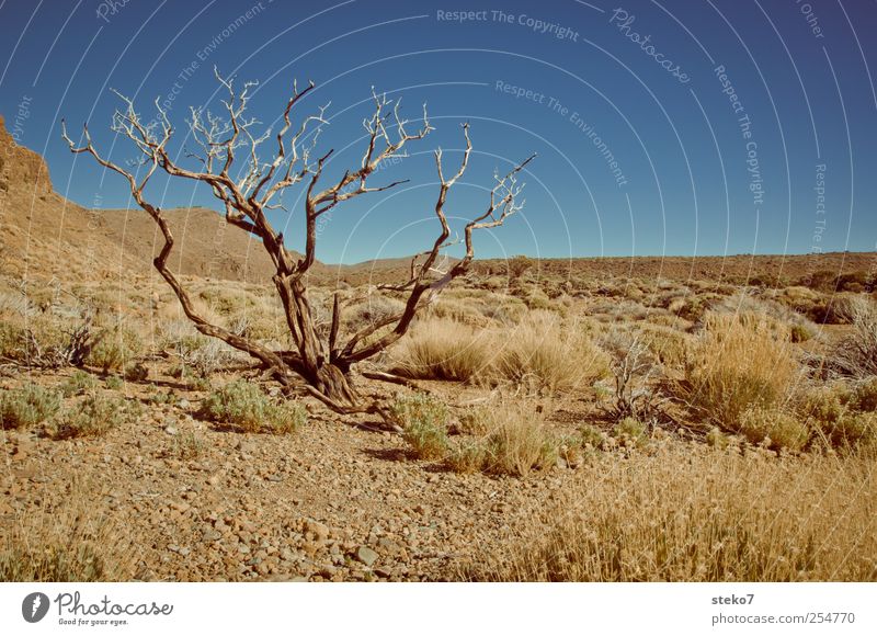forget to water? Beautiful weather Drought Tree Bushes Desert Dry Blue Brown Shriveled Tenerife Bleak Colour photo Exterior shot Deserted Copy Space right