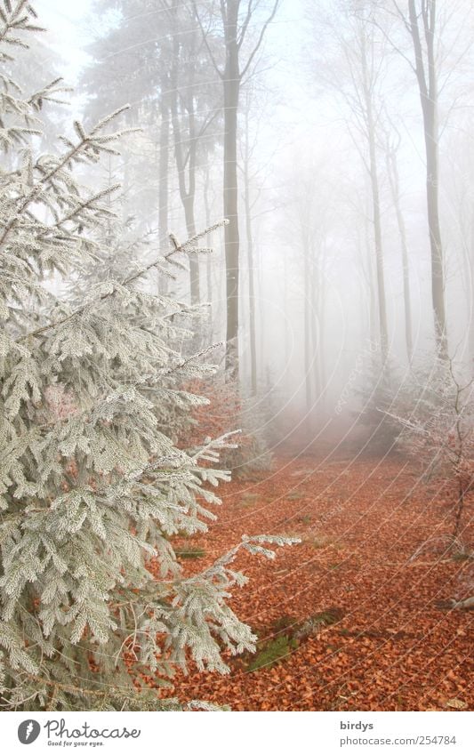 Mixed forest in winter, hoarfrost and fog Forest Fog Beech wood Woodground Nature Hoar frost Autumn leaves tree trunks Landscape Spruce Coniferous trees