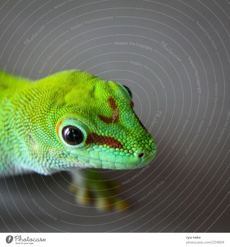 franz my name Animal Scales Saurians Gecko Reptiles 1 Observe Crawl Walking Looking Exotic Near Curiosity Beautiful Gray Green Stagnating Pattern Eyes