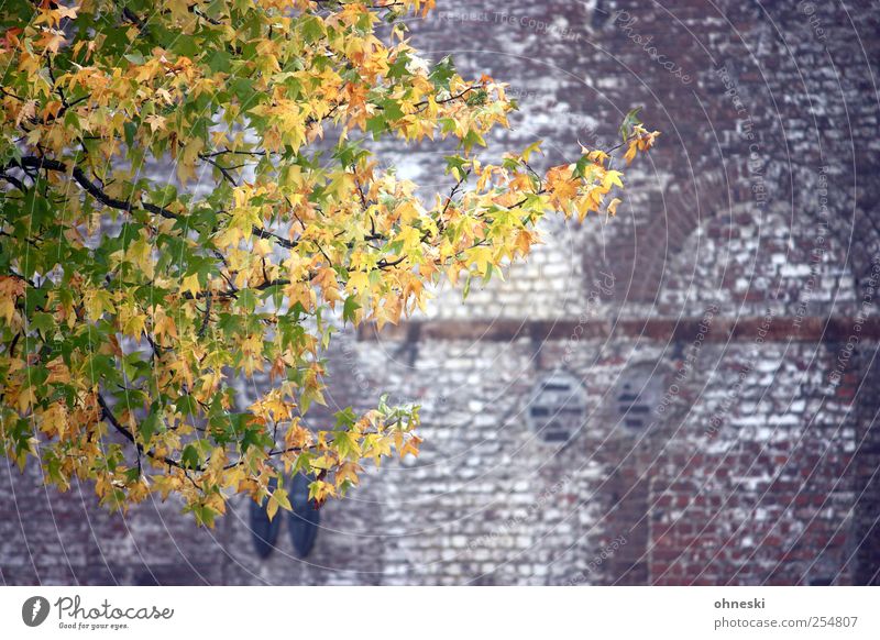 leaf wall Nature Autumn Tree Leaf Branch Wall (barrier) Wall (building) Facade Stone Brick Multicoloured Yellow Gold Green Hope Life Contrast Colour photo