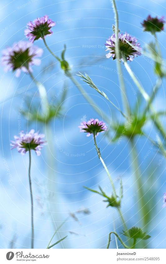 delicate meadow flowers with a view of the sky Lifestyle Relaxation Calm Summer Garden Wellness Agriculture Forestry Health care Renewable energy Nature Plant