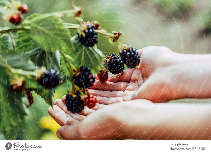 Children's hands holding blackberries Healthy Eating Leisure and hobbies Summer vacation Garden Toddler Family & Relations Infancy Youth (Young adults) Life