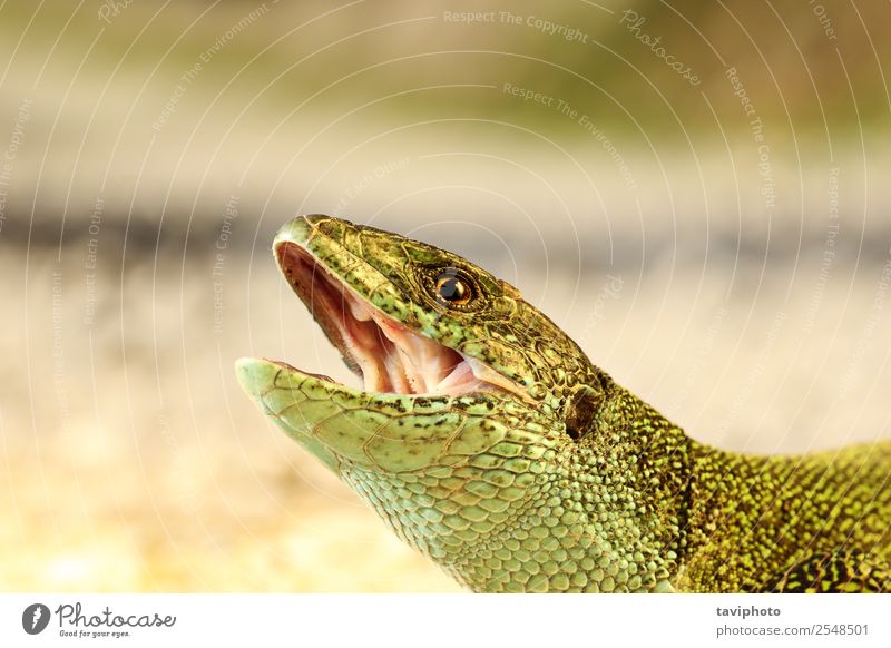 angry male green lizard portrait Beautiful Skin Man Adults Mouth Nature Animal Threat Small Natural Wild Anger Green Dangerous Colour head Open bite attack