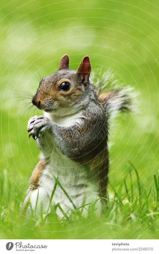 curious grey squirrel on lawn Beautiful Garden Nature Animal Grass Park Forest Fur coat Feeding Stand Small Funny Natural Cute Wild Brown Gray Green Appetite