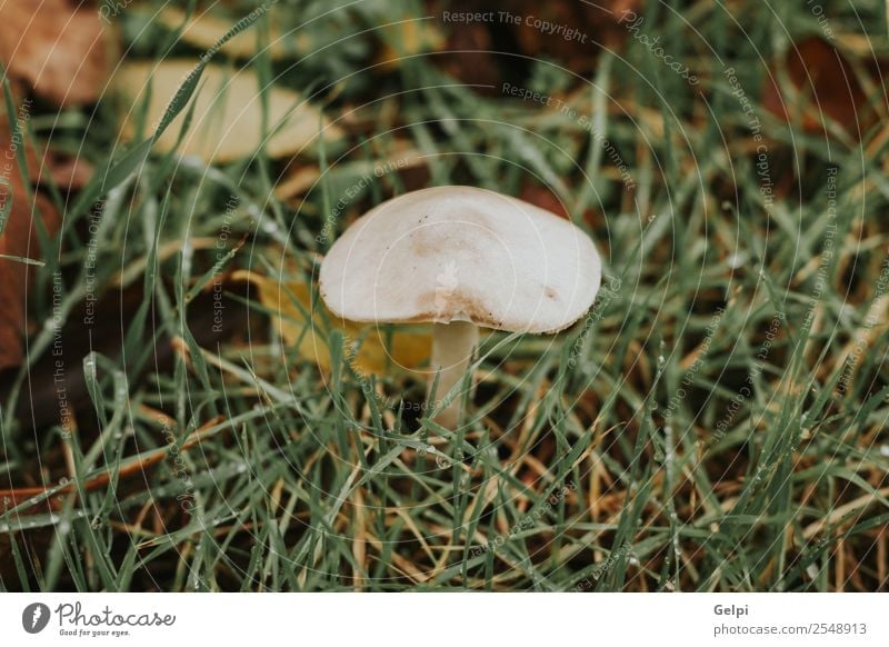 White mushroom in the forest with grass around Environment Nature Plant Autumn Grass Park Forest Hat Growth Bright Natural Wild Brown Green Colour Mushroom