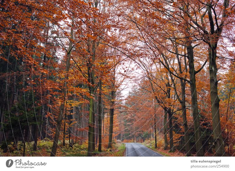 Adé Nature Autumn Tree Leaf Forest Deserted Street Faded Cold Loneliness Orange Country road Overgrown Autumnal Colour photo Exterior shot Day