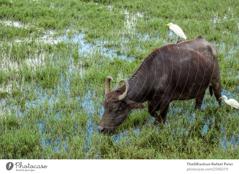 water buffalo Nature Animal Blue Brown Green White Marsh Water buffalo Antlers Bird Living thing Grass Colour photo Exterior shot Deserted Day Animal portrait