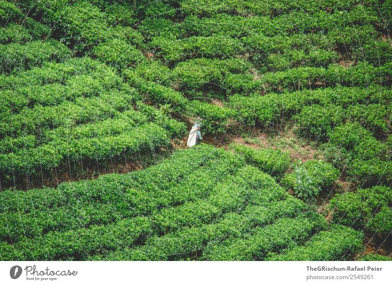 tea harvest Nature Landscape Green Tea Harvest Work and employment Pick Plant Agricultural crop Field Tea plantation Beautiful Esthetic Idyll Sri Lanka