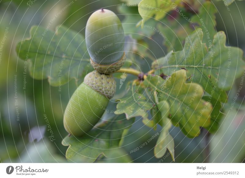 Acorns on the tree Environment Nature Plant Autumn Tree Leaf Wild plant Fruit Oak leaf Forest Hang Growth Small Natural Gray Green Twig Colour photo