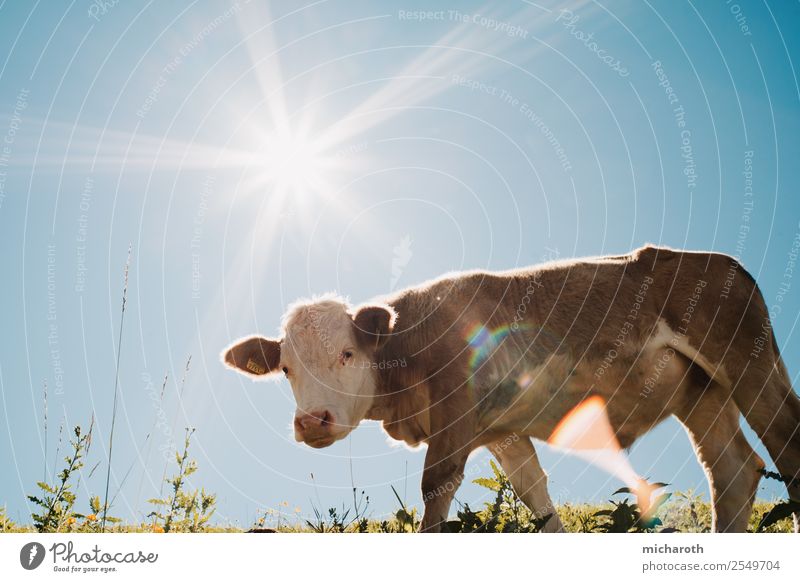 Sun over cow Healthy Eating Vacation & Travel Trip Adventure Mountain Hiking Agriculture Forestry Industry Environment Nature Summer Climate Climate change