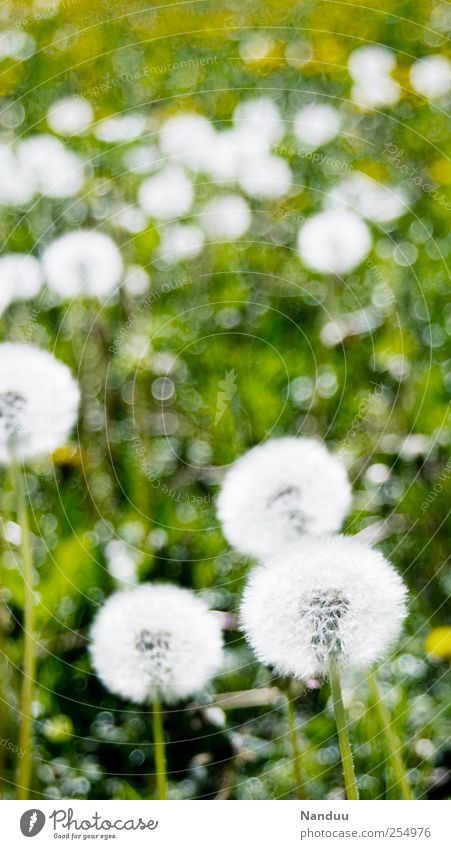 Impressionistic, snow ball-like objects Plant Green Meadow Flower meadow Dandelion Round White Blur Spotted Colour photo Exterior shot Shallow depth of field