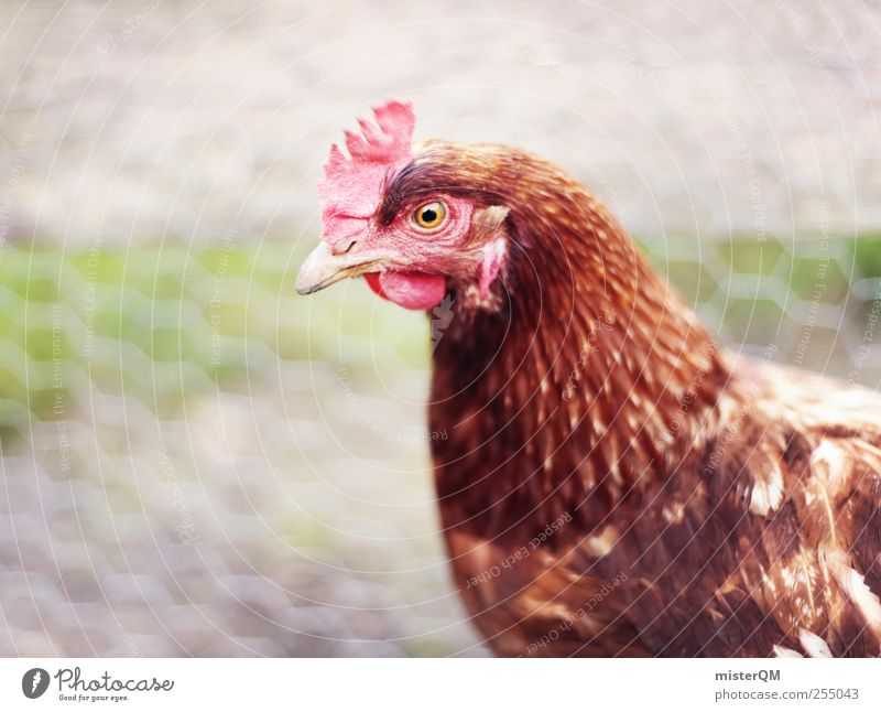 Village chuckles. Animal Pet Farm animal Bird Animal face Wing 1 Esthetic Feather Barn fowl Rooster Crest Organic farming Ecological Looking Eyes Captured