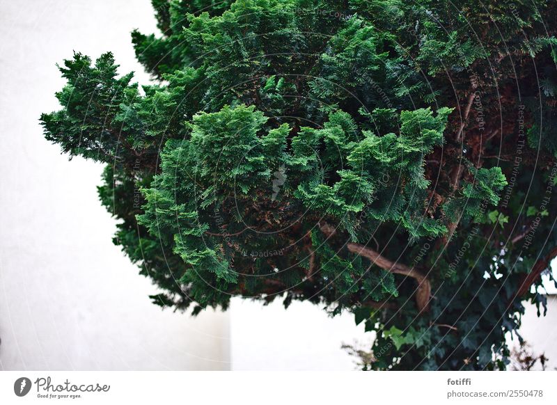 broccoli tree Nature Plant Tree Foliage plant Garden Esthetic Good Original Thorny Soft Green Front garden Bushes Wood Branch Coniferous trees Subdued colour