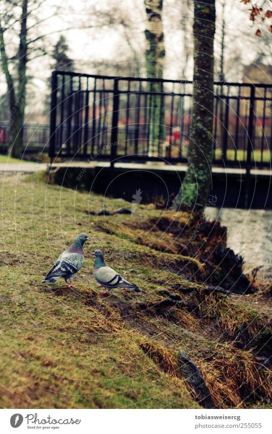 Hey, George. Water Bad weather Grass Moss Brook Bridge Animal Pigeon 2 Together Exterior shot Deserted Evening