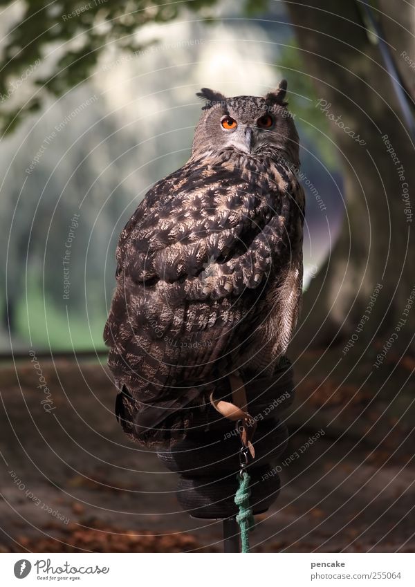 òó Animal Wild animal Zoo Owl birds Eagle owl 1 Esthetic Brown Gray Green Watchfulness Patient Calm Self Control Wisdom Dignity Colour photo Subdued colour