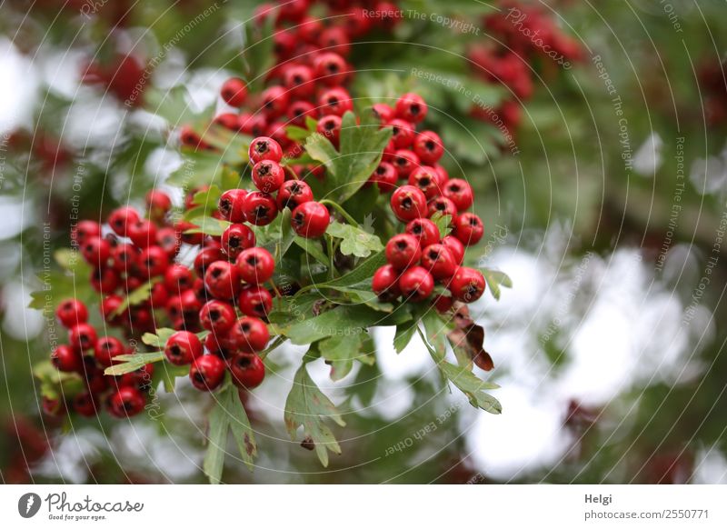 hawthorn berries Environment Nature Plant Autumn Bushes Leaf Wild plant Fruit Hawthorn Berries Berry seed head Twig Park Hang Growth Authentic Fresh Small