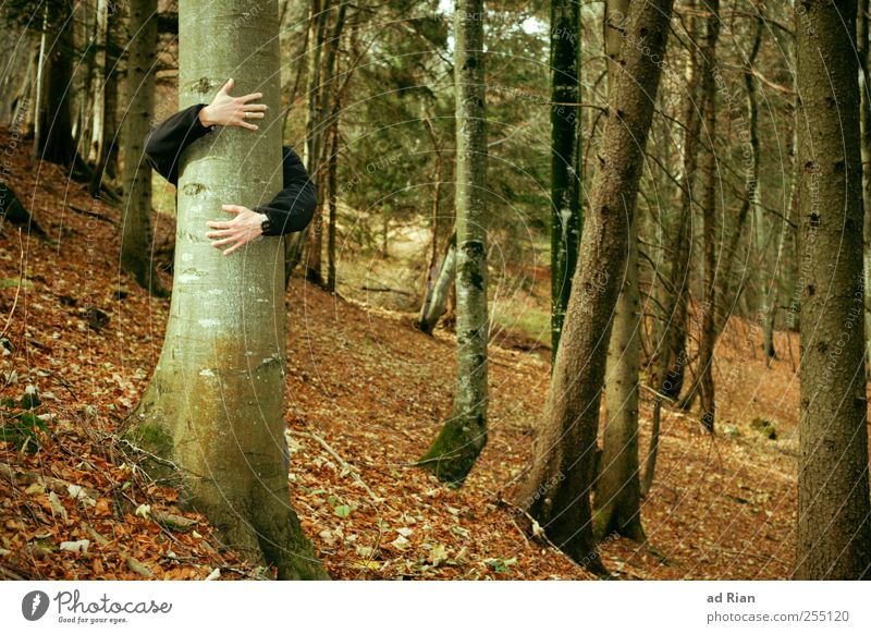 Love a tree. Human being Arm Hand 1 Nature Autumn Leaf Forest Hill Embrace Happy Safety (feeling of) Warm-heartedness Desire Emotions Contentment Colour photo