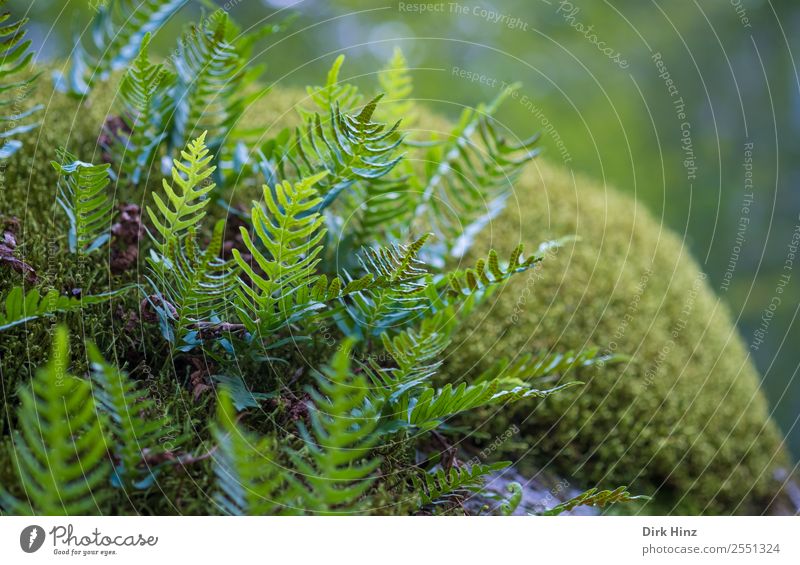 Fern on moss carpet Environment Nature Plant Moss Forest Virgin forest Growth Fresh Natural Green Environmental protection Woodground Untouched Colour photo