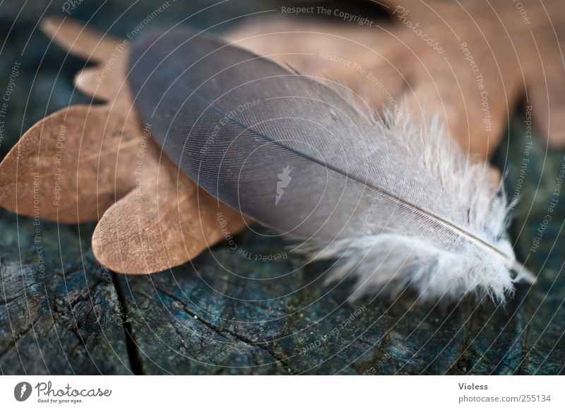 Lightness of Being Nature Autumn Leaf Ease Feather Oak leaf Limp Feather shaft Renewal Colour photo Close-up Macro (Extreme close-up) Blur
