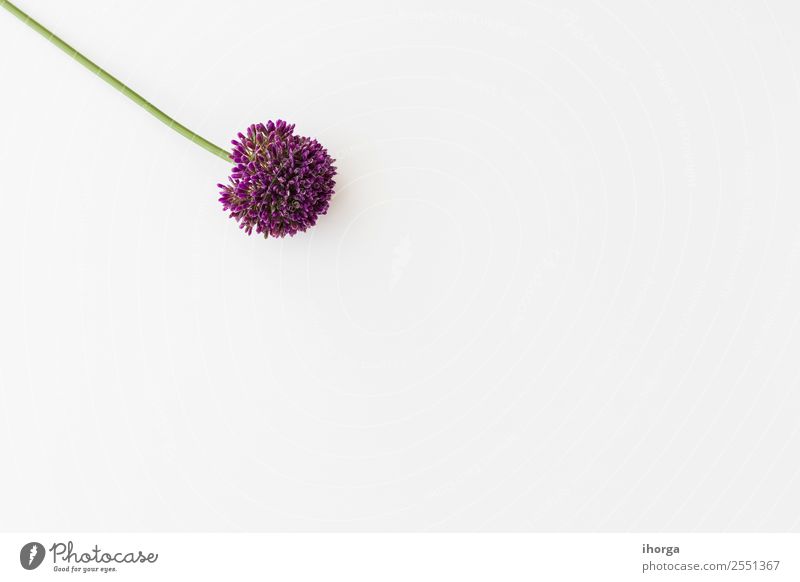 Allium isolated on white background Vegetable Herbs and spices Elegant Beautiful Summer Garden Decoration Valentine's Day Mother's Day Nature Plant Flower